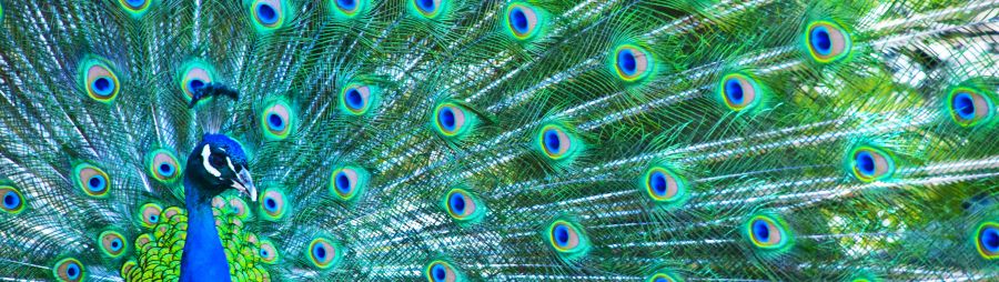Close up photo of brightly colored male peacock with vibrant blue body and a shimmering green fan of feathers