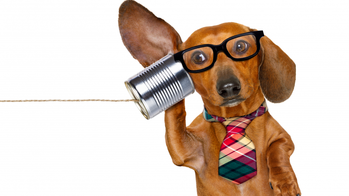 Dog with glasses holding can with string up to ear