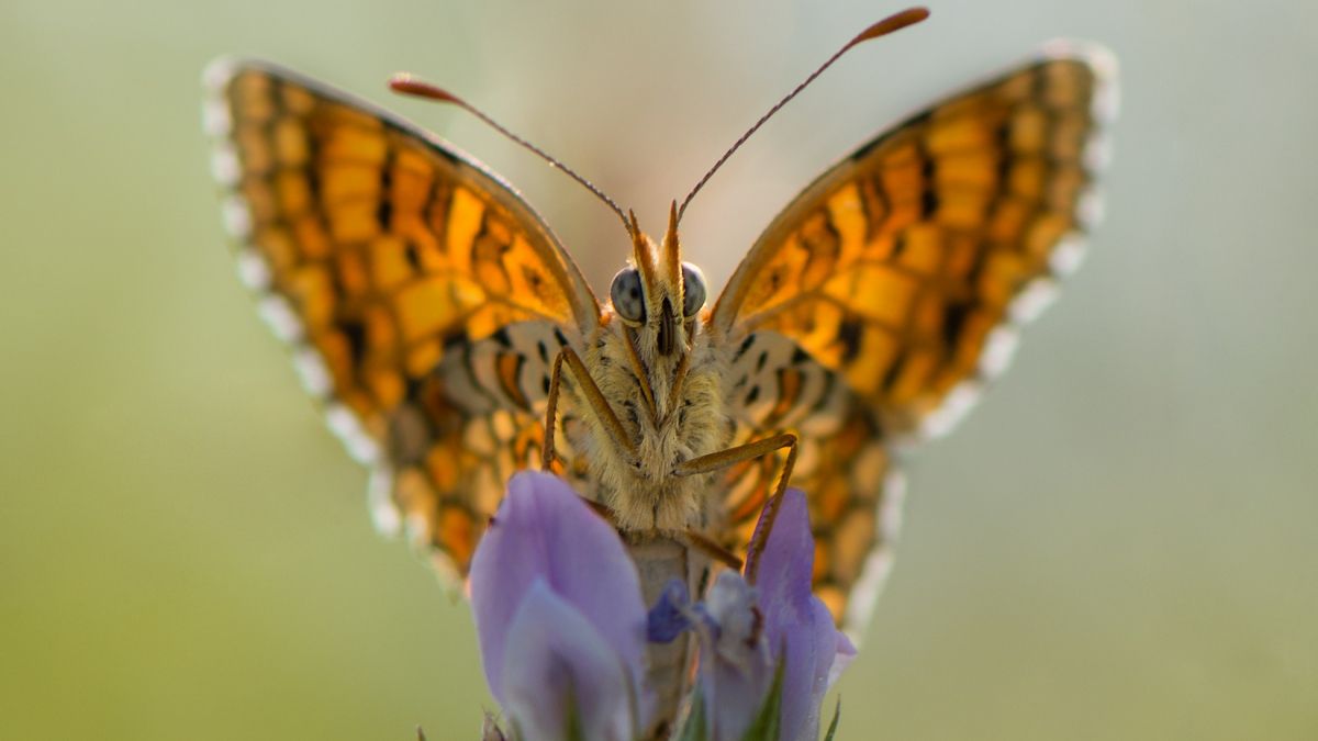 monarch butterfly on top of purple flower