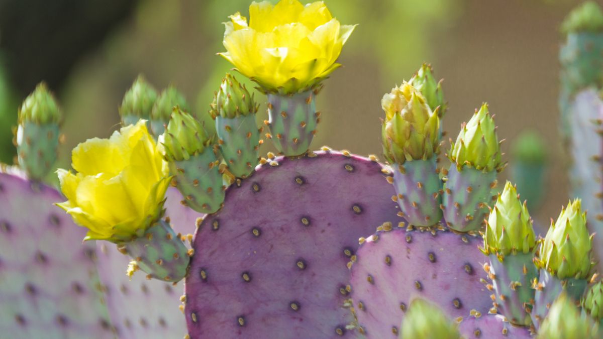 yellow cactus flower