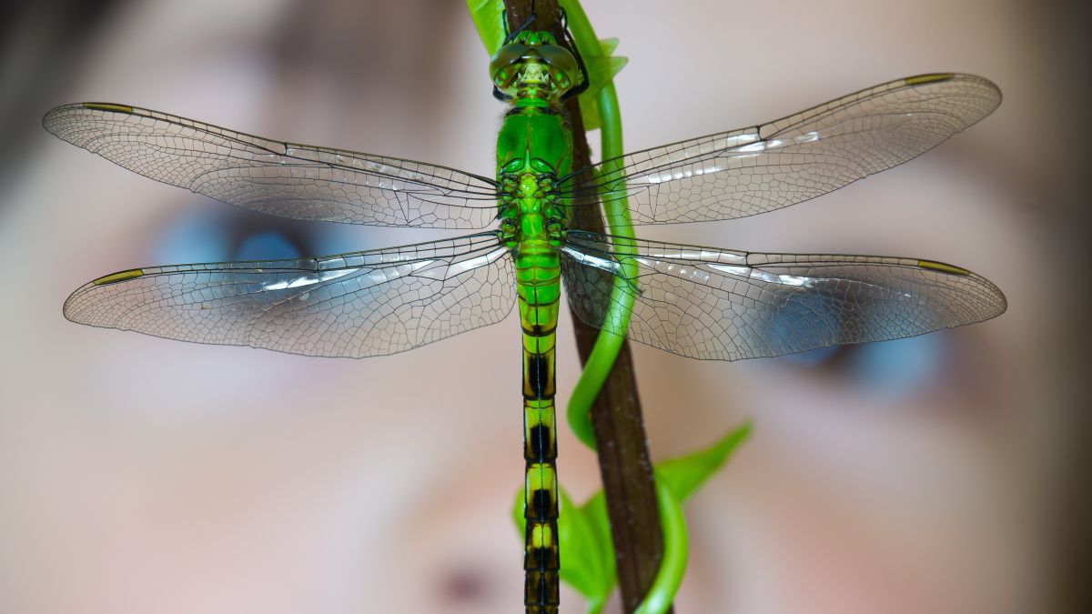 child looking at dragonfly up close