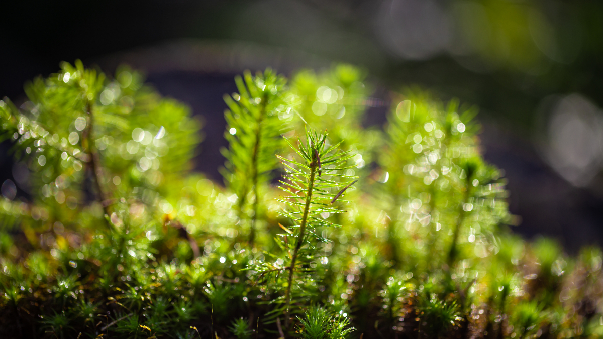 Spruce saplings