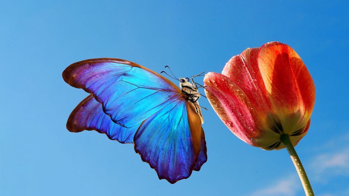 blue butterfly
