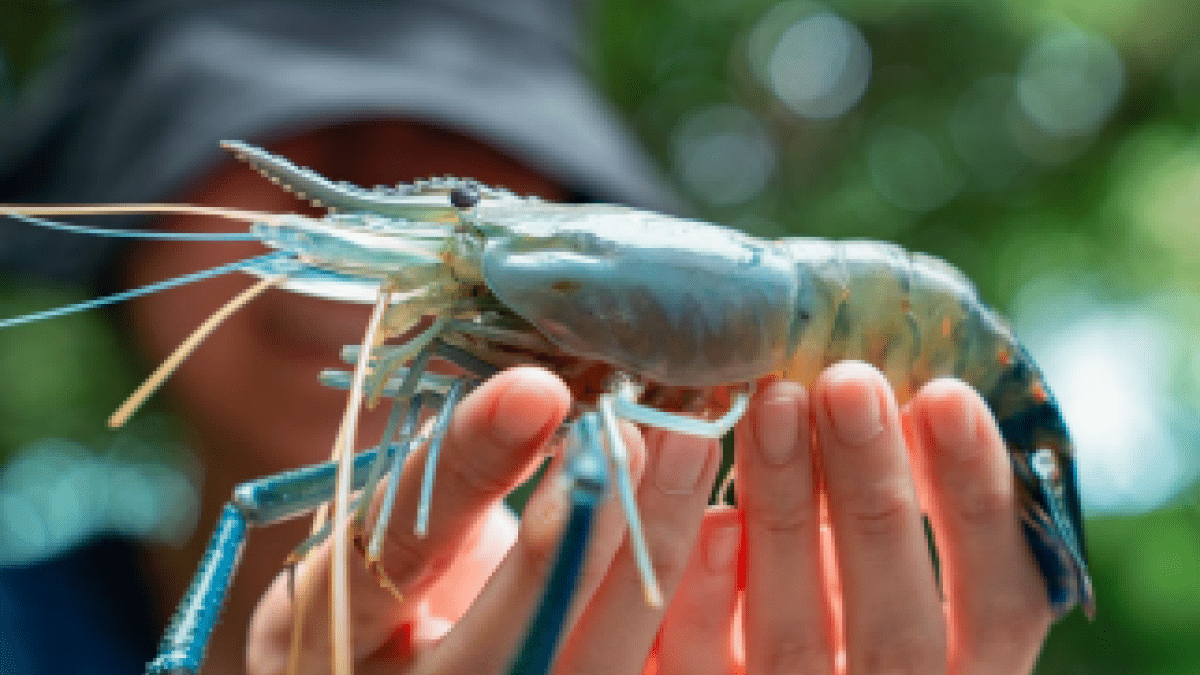 person holding crustacean 