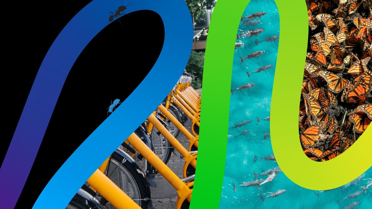 Blue and green swirl over pictures of bikes, sea creatures, monarchs.