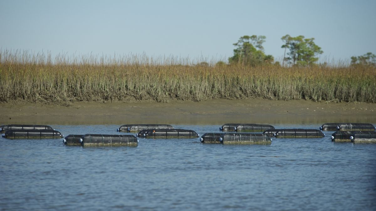 Floating oyster cages in a body of water