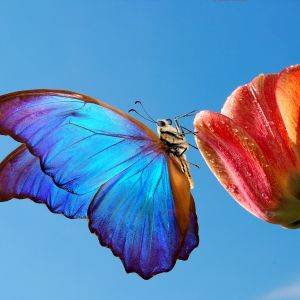 blue butterfly
