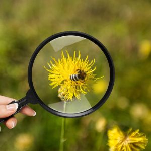 dandelion through magnifying glass