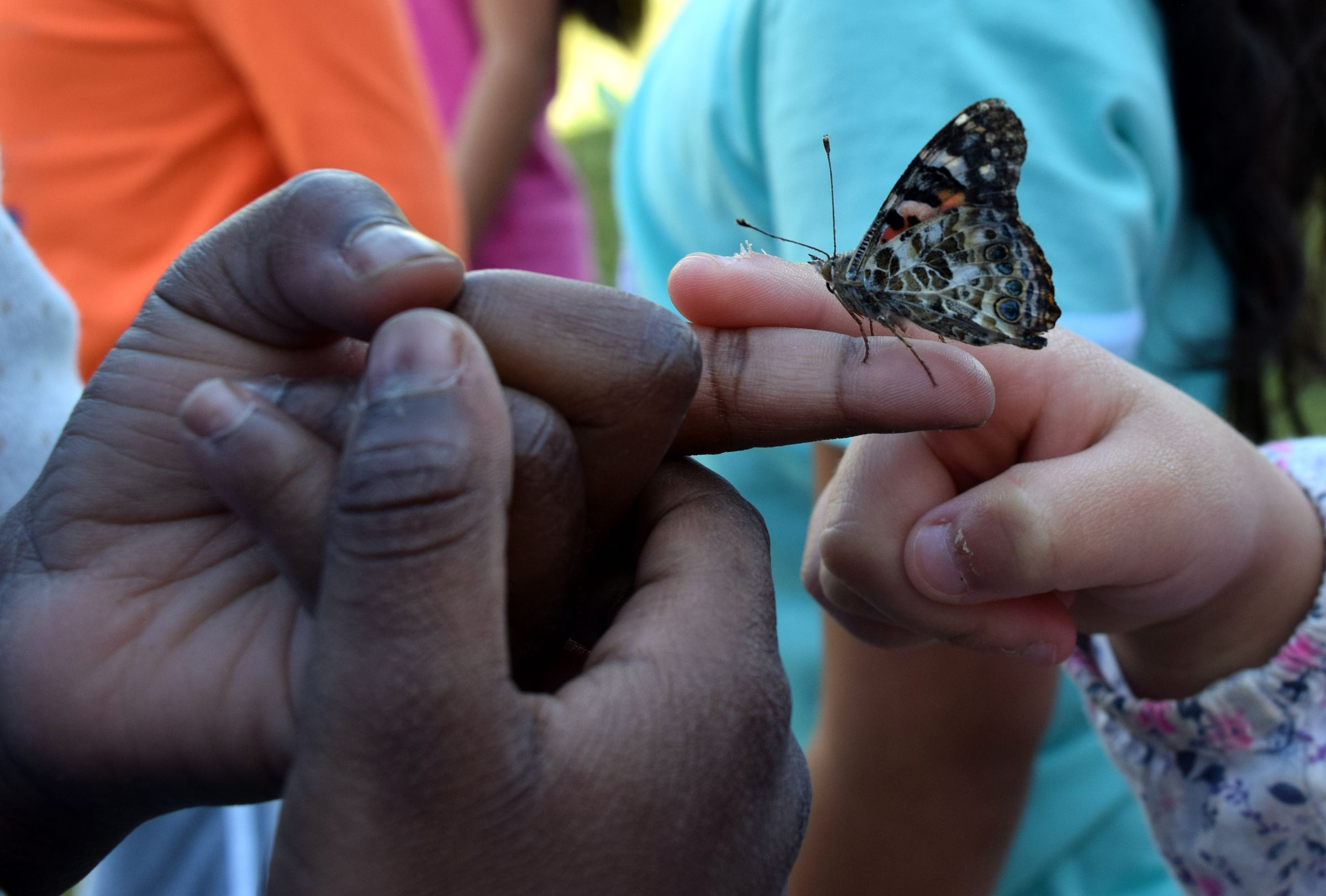 students hands holding butterfly