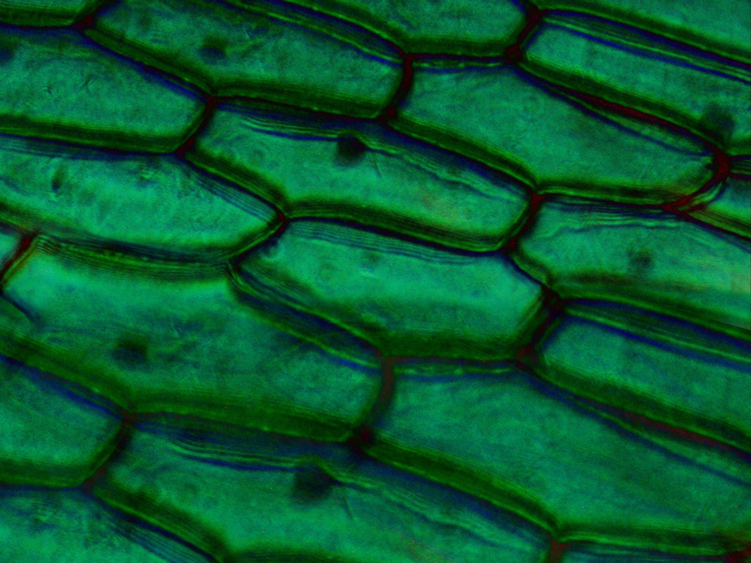 A photo of dyed onion skin under a microscope (taken by Jiapsi).