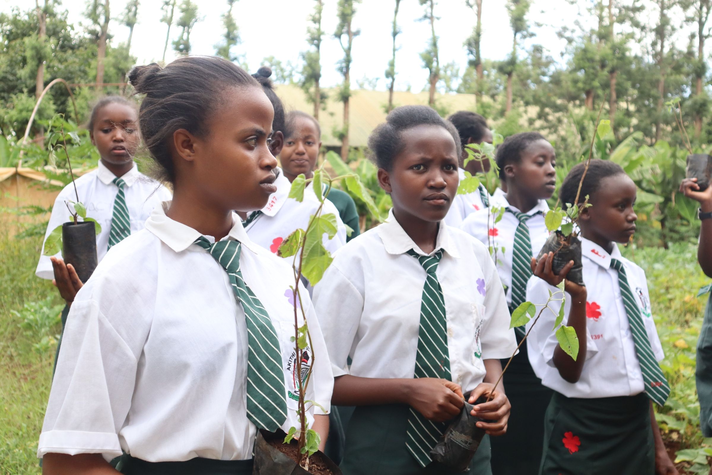 Students are engaged in a fruit tree planting activity at a local public school. 
