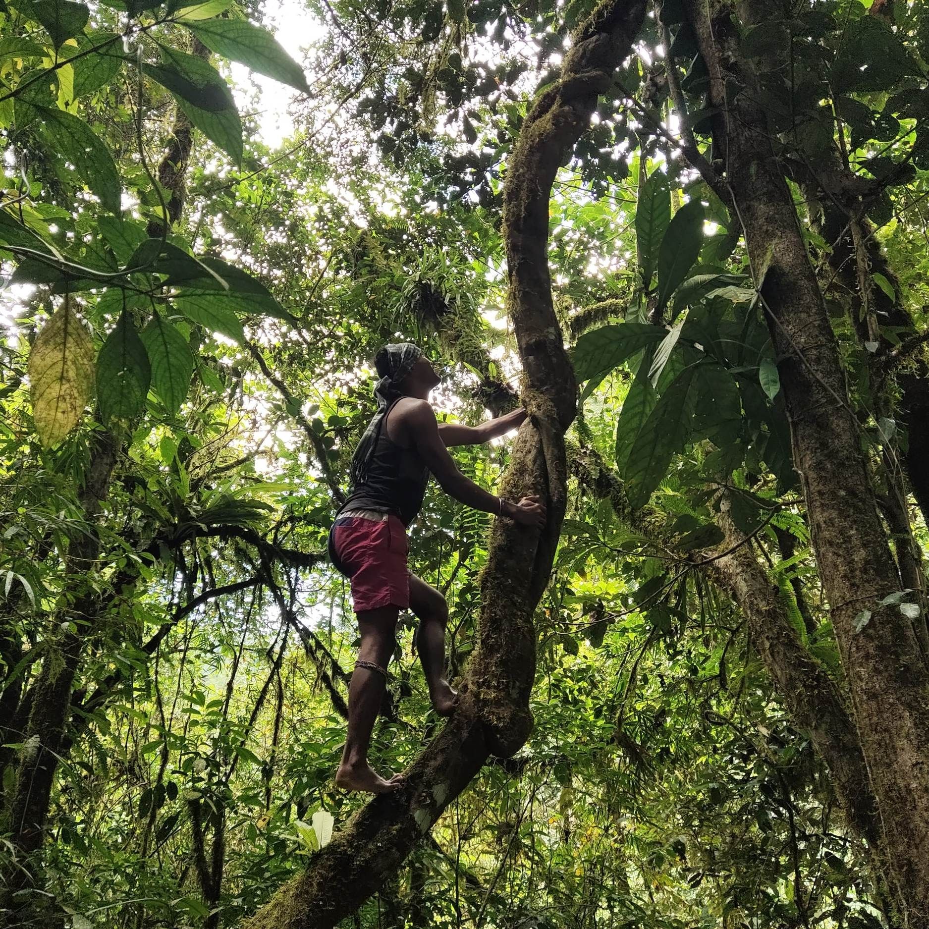 Forest monitoring.