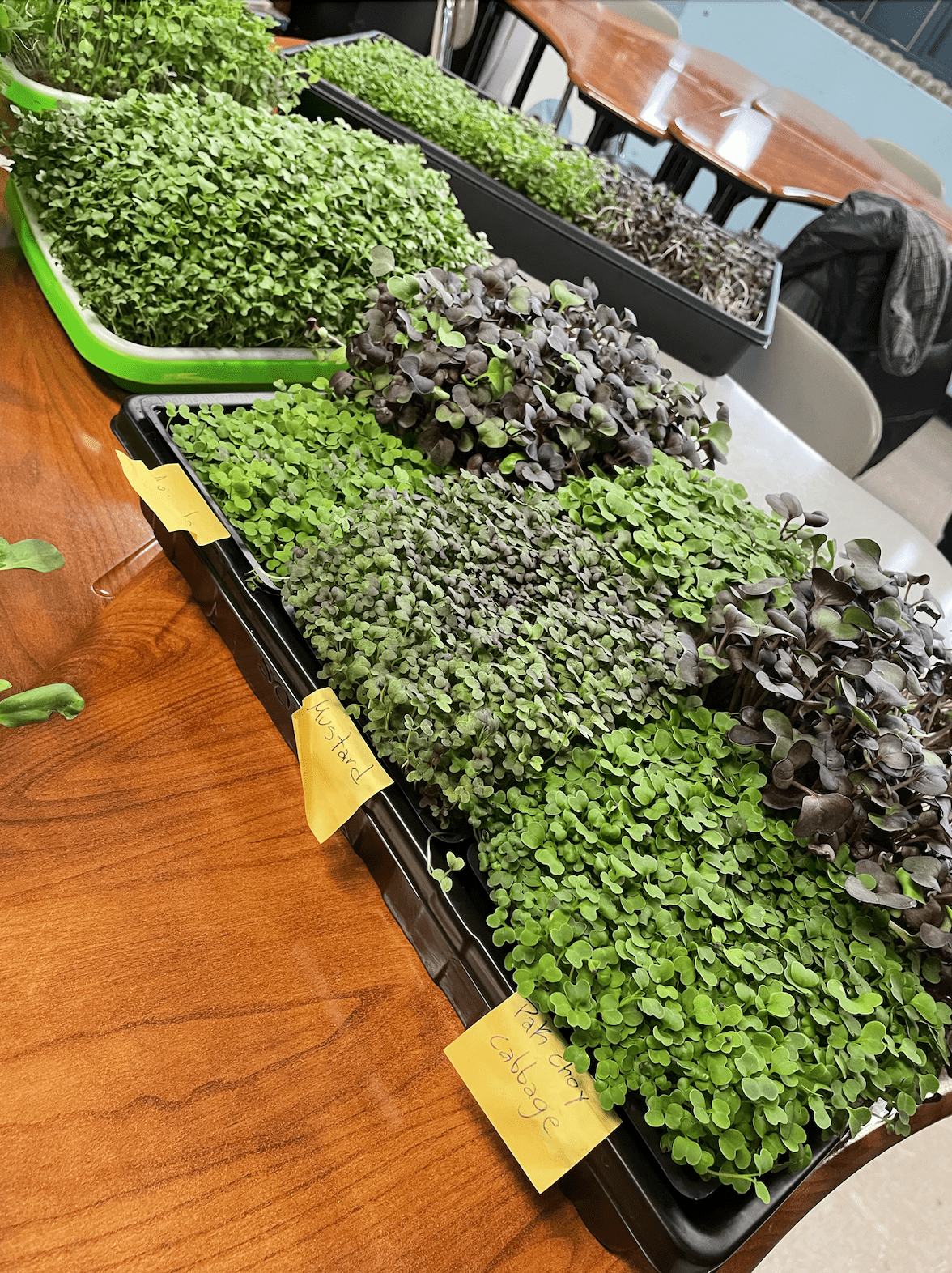 A couple pounds of hydroponic microgreens grown by the students awaiting harvest through the Start:Empowerment program with a total of 20 pounds harvested within one school semester!