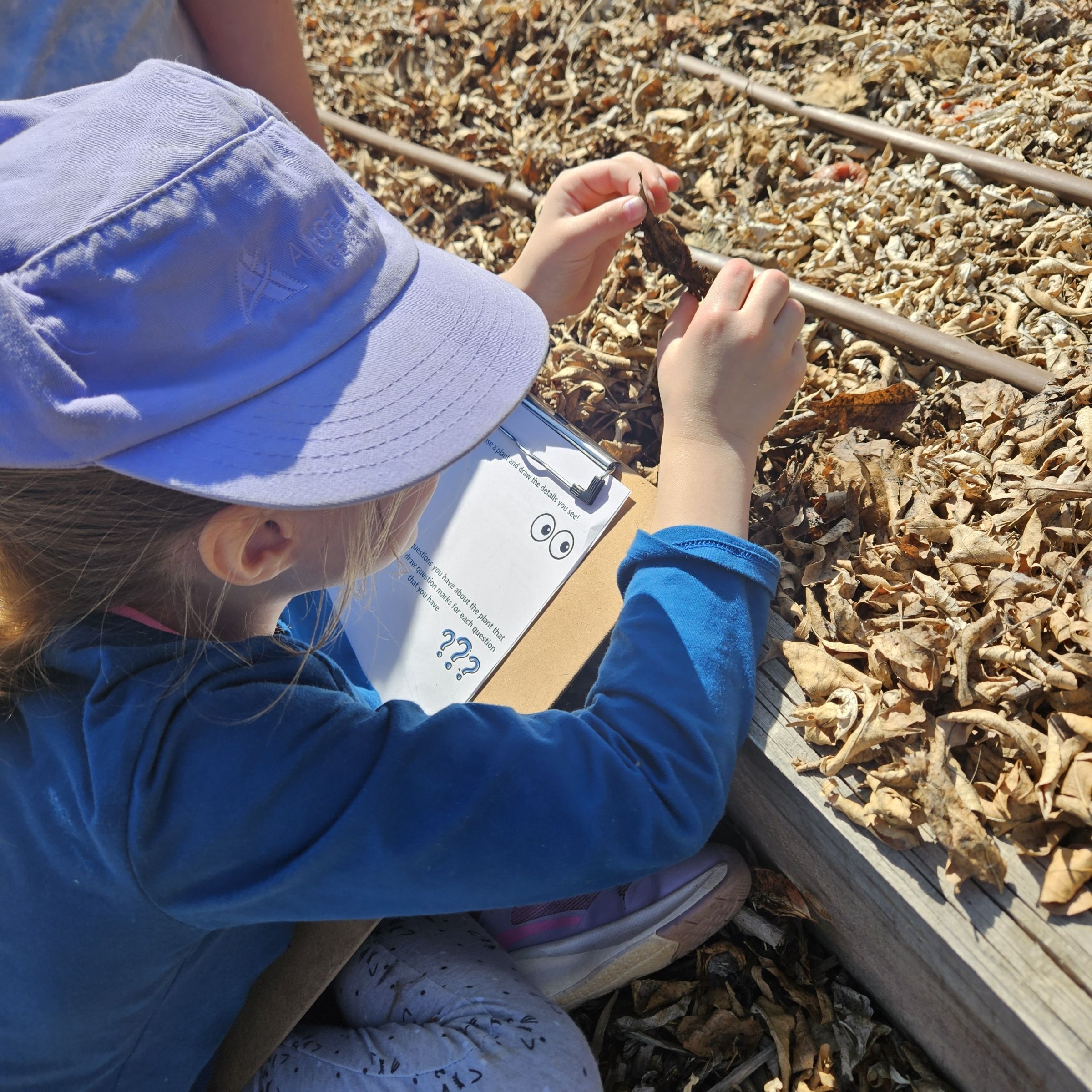 A little girl wearing a light periwinkle cap, picks up a leaf from a garden bed