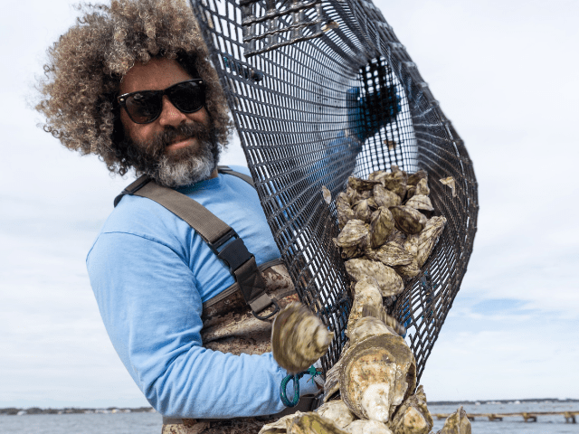 Person empties a bag of oysters