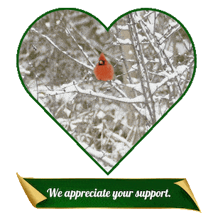 Gif of a cardinal perched on a branch under falling snow