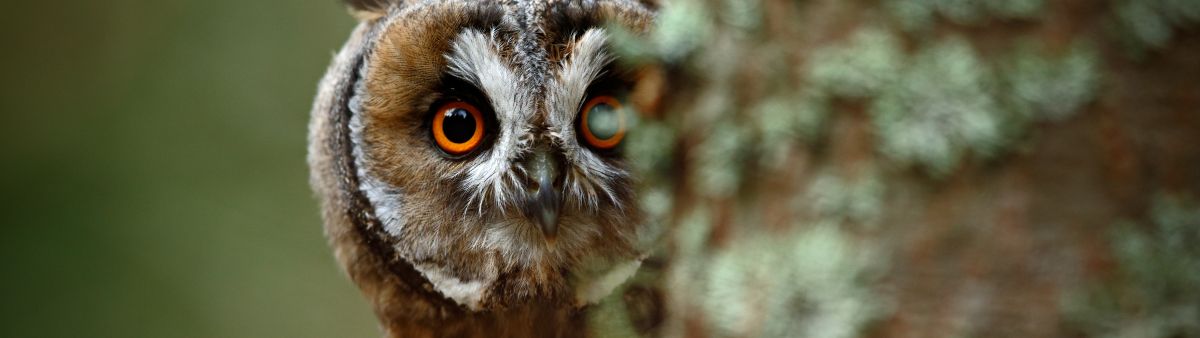 owl peering around tree