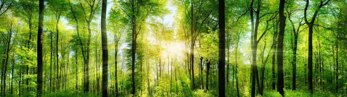 spring growth in hard wood forest