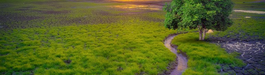 landscape river through bog 