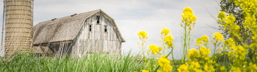 rustic barn resting in a field of grass and yellow flowers