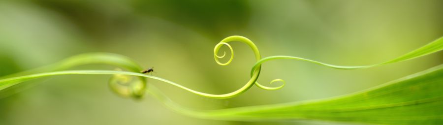 History ee360 macro image of spiral green leaf