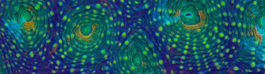 rainbow acanthastrea ee360+ partners