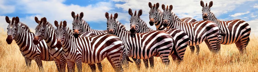 zebras in the African savanna