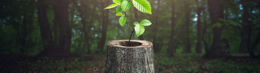 new tree growing from stump