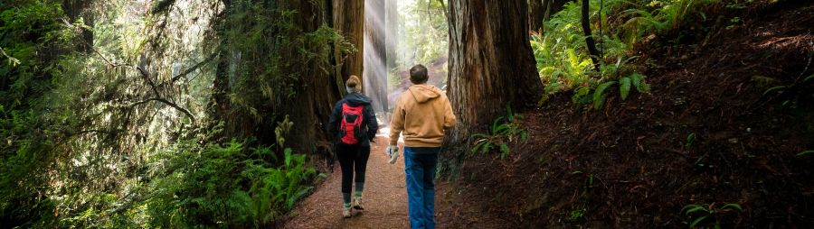 two people walking path in redwood forest