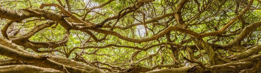 A sprawling banyan tree