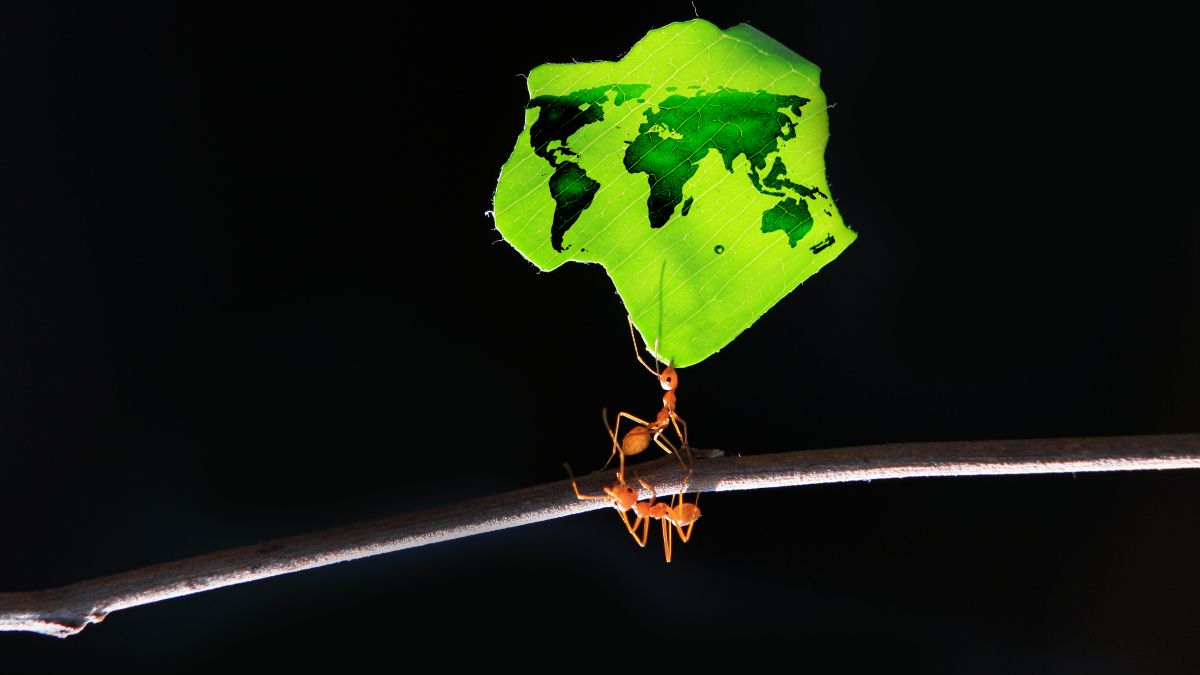 Ants carrying a leaf that has an image of a world map