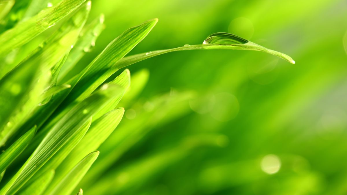 close up of green blades of grass
