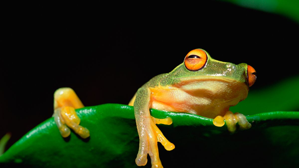 close up frog climbing on leaf