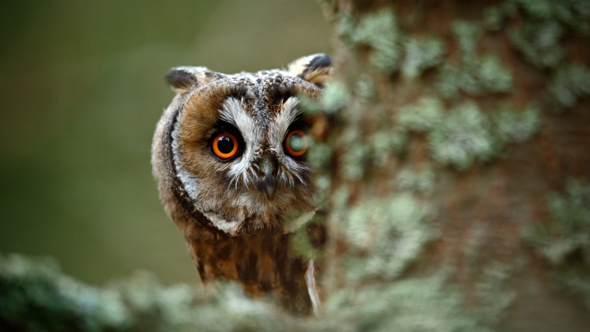 owl peering around tree