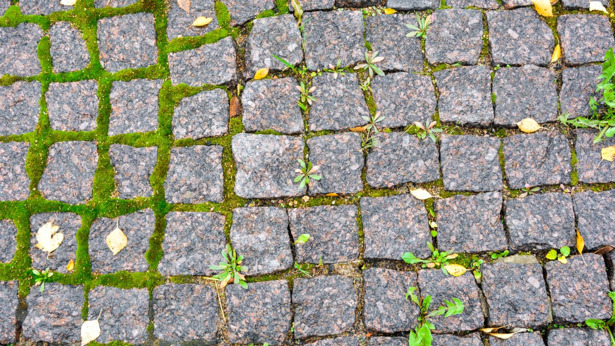 stone walkway with moss and weeds