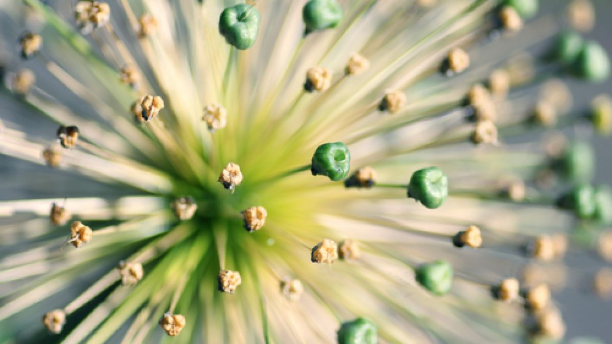 macro view of dandelion