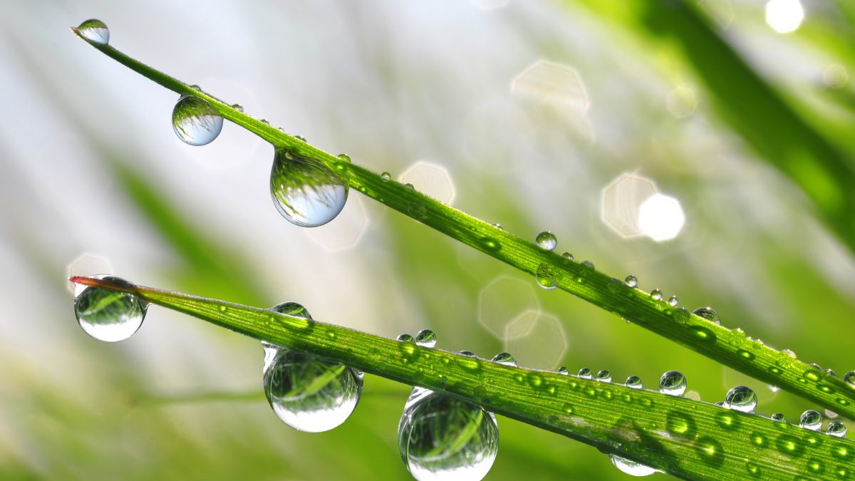 grass with dew drops