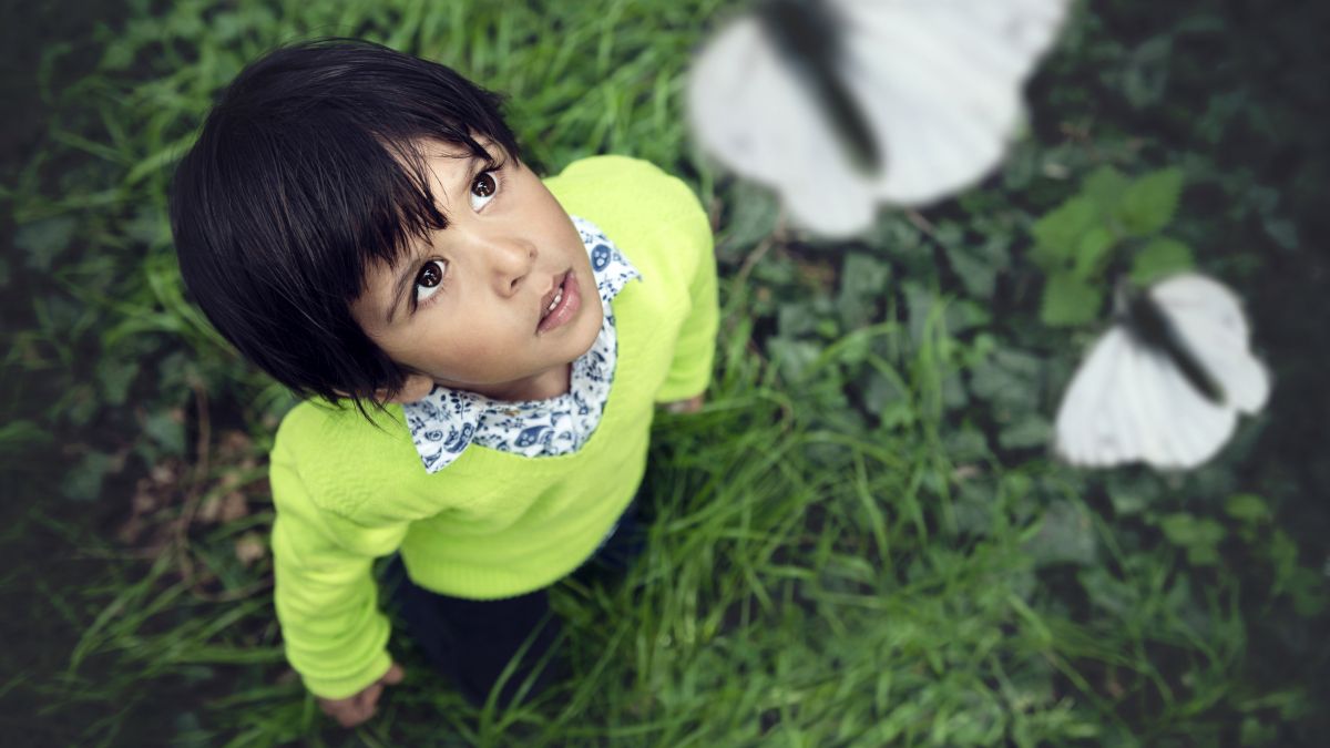 young child watching white butterflies