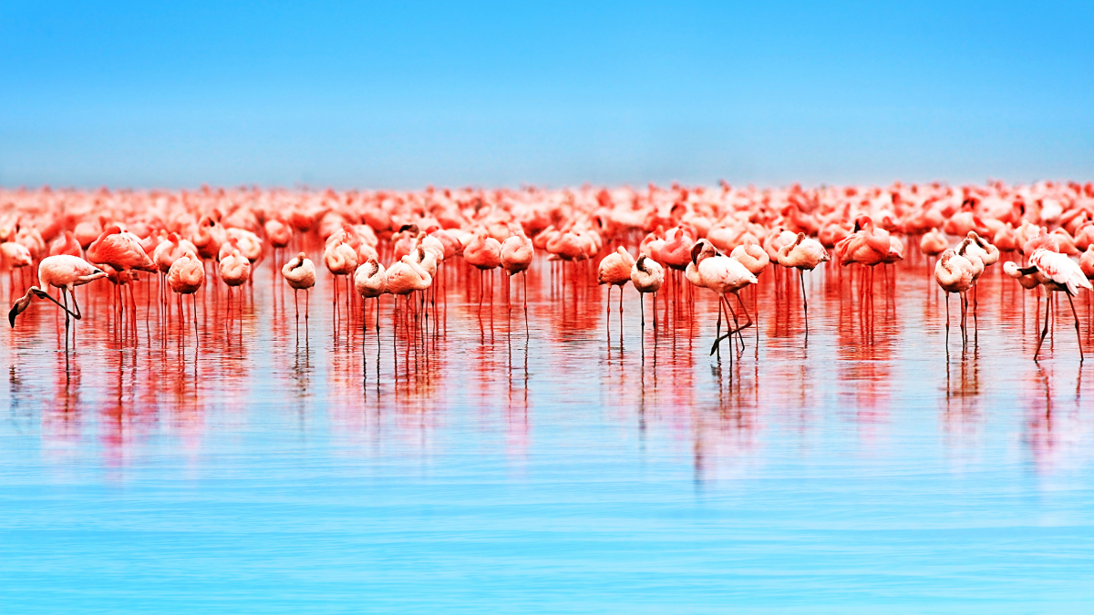 flamingo birds on lake shore