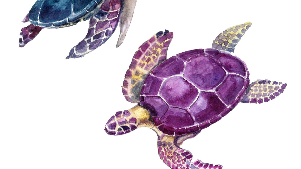 illustration of two turtles