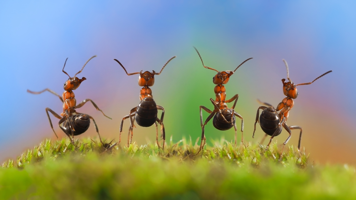 four ants dancing on mound of grass