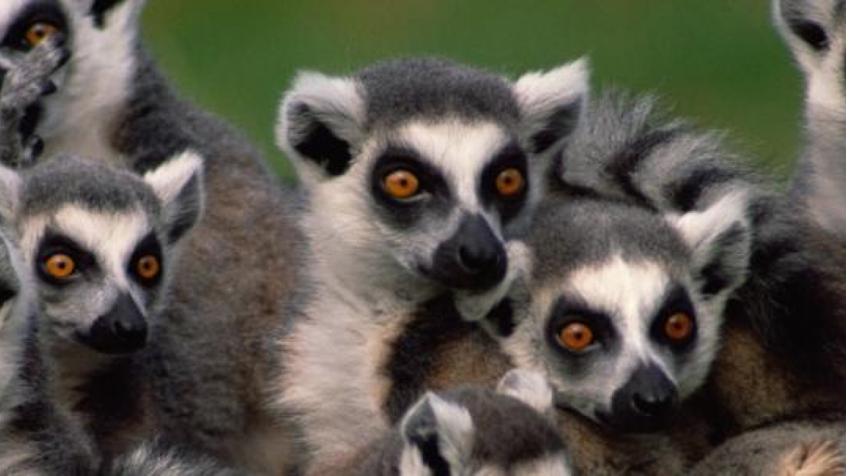 ringtail lemurs