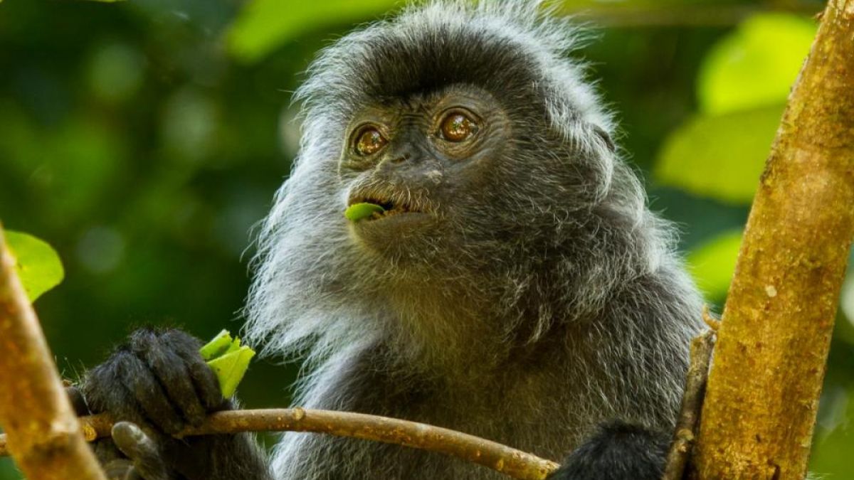 close up monkey