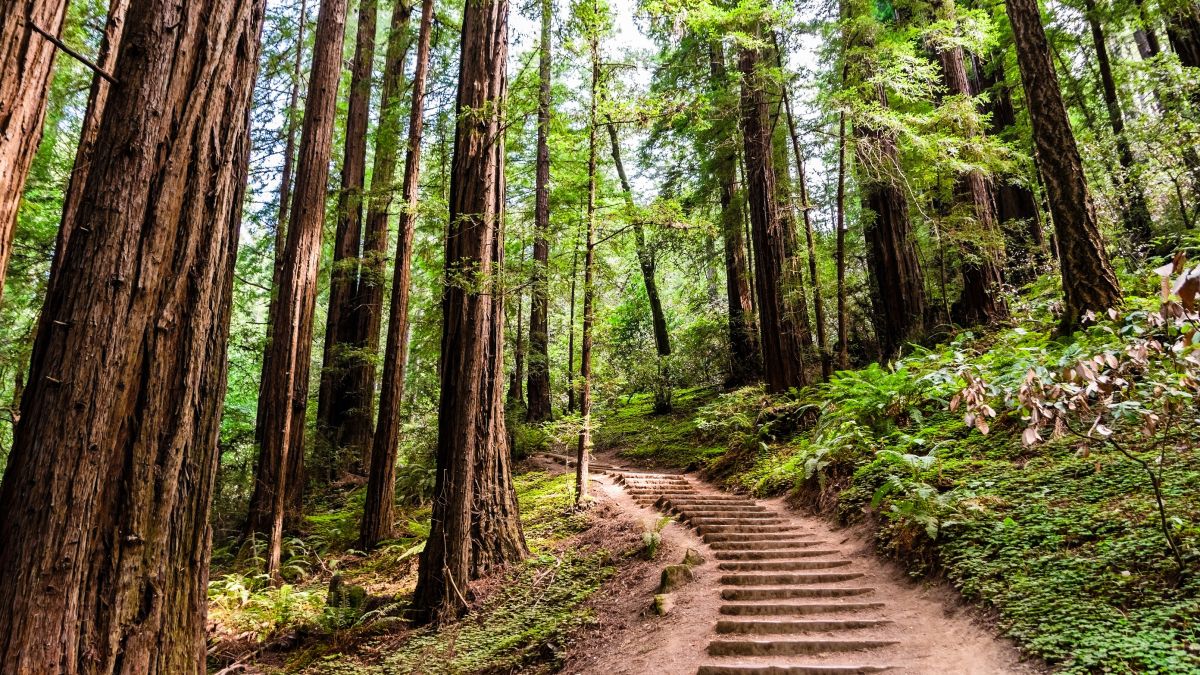 path through forest