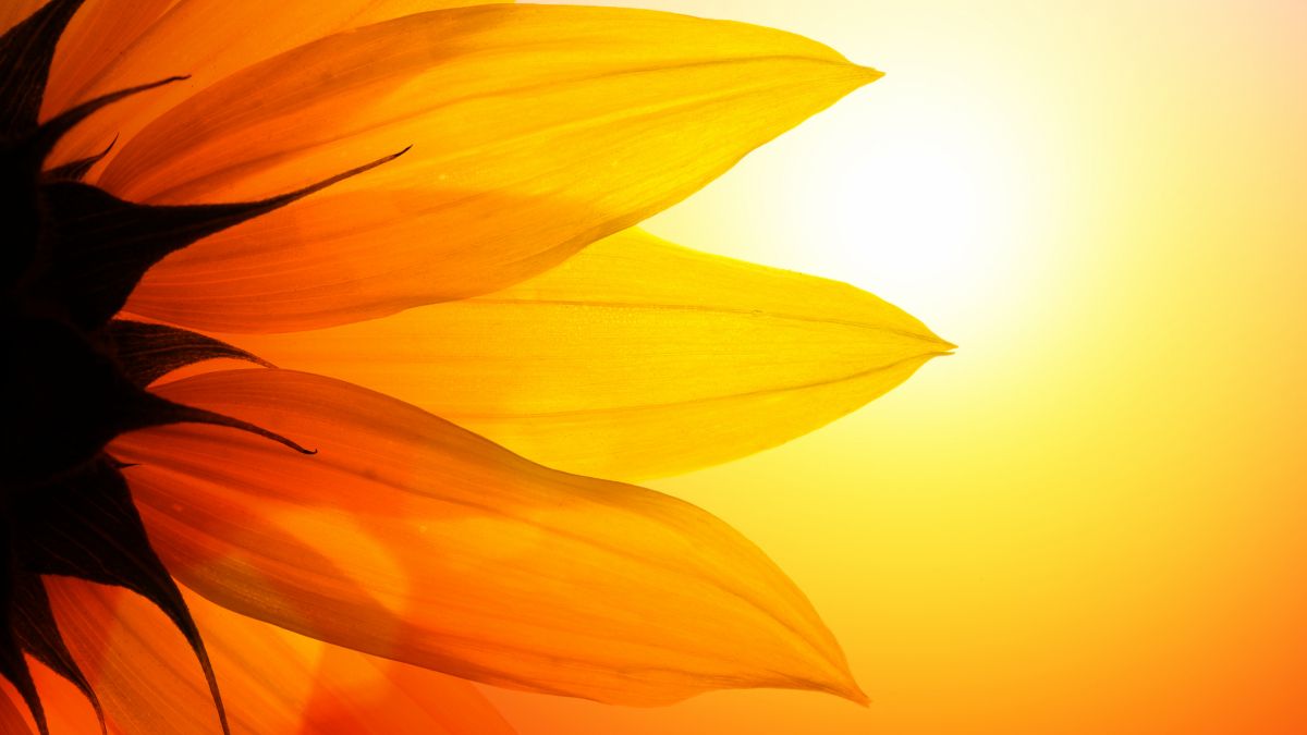 sunflower against sunset