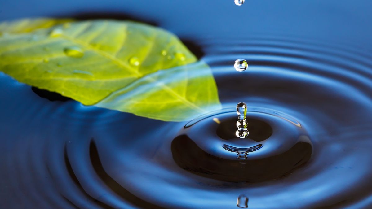leaf floating in water with droplets forming circle
