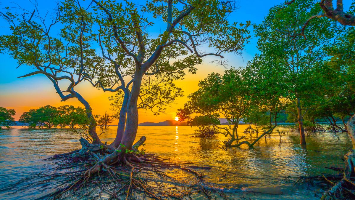 sun shines through mangrove trees