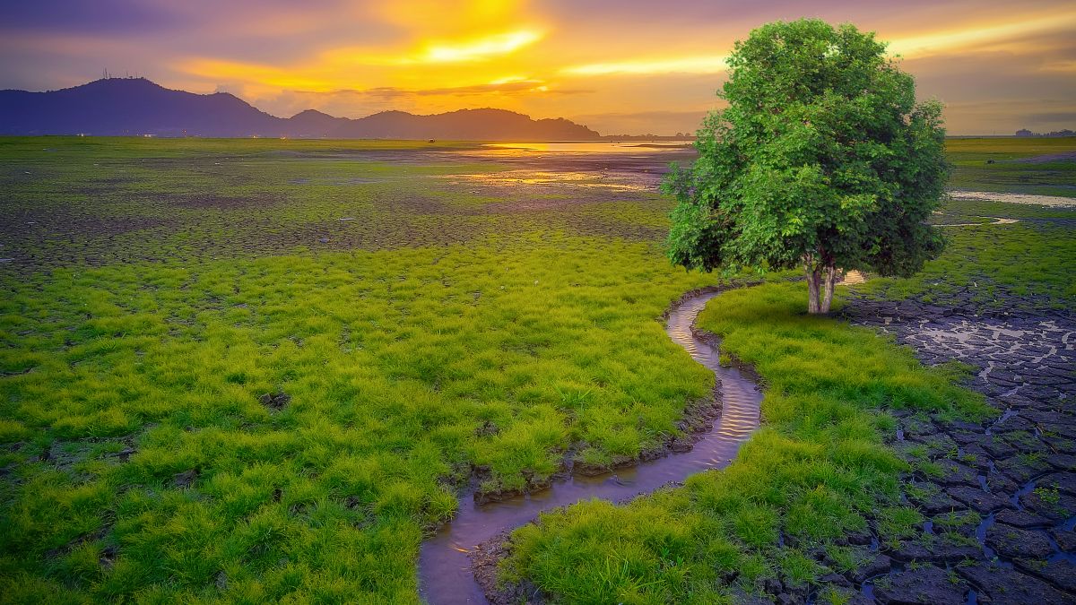 landscape river through bog 