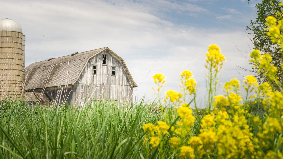 rustic barn resting in a field of grass and yellow flowers