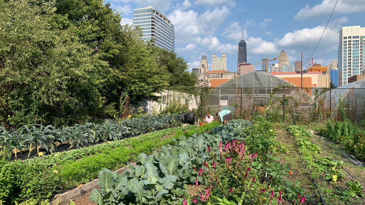 A garden plot in a city